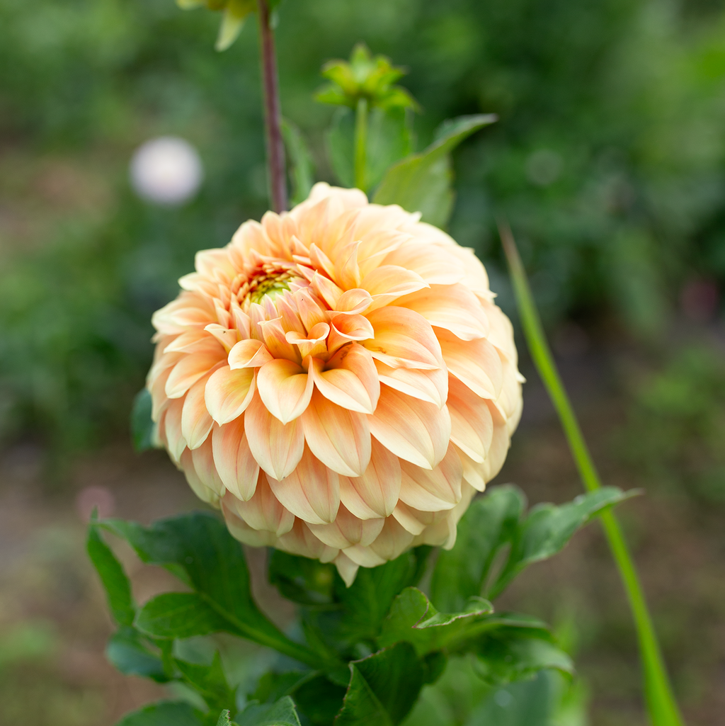 Dahlia 'Bracken Palomino'