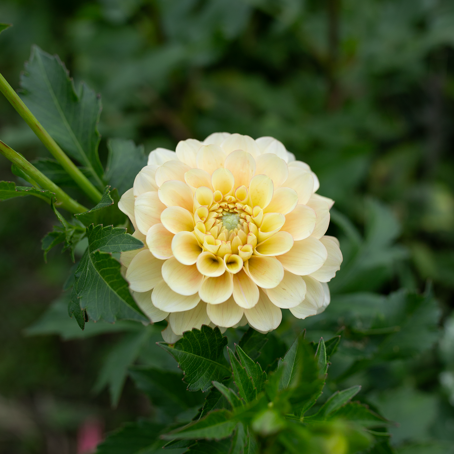 Dahlia 'Burfoot Eva'