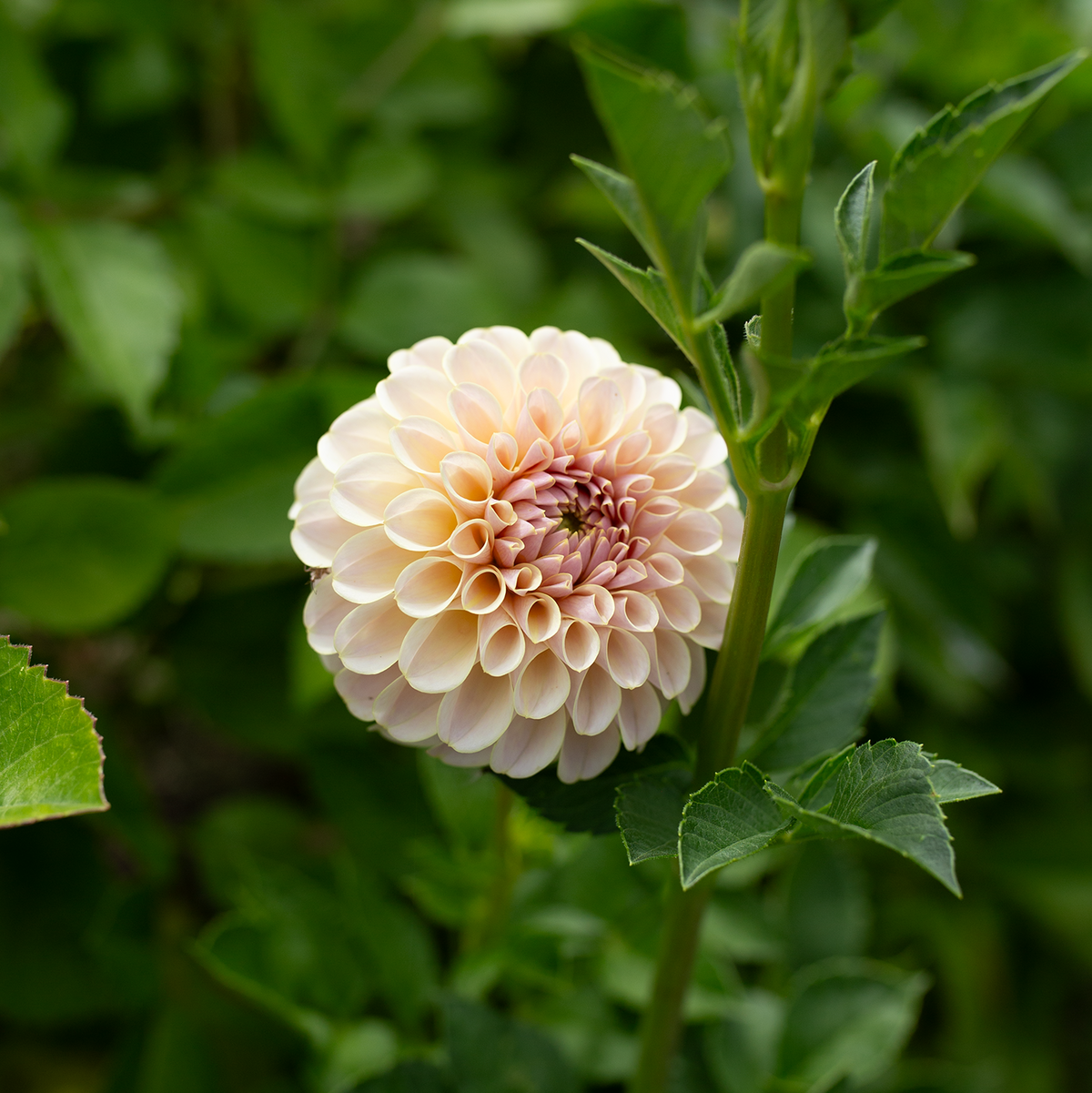 Dahlia 'Cinder Rose'