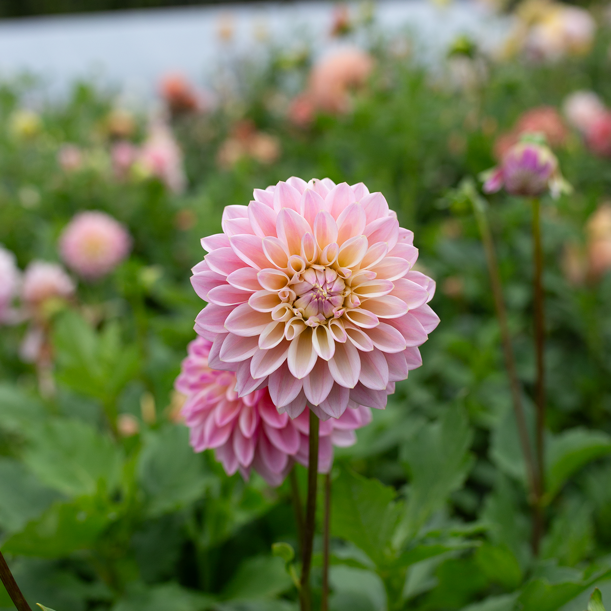 Dahlia 'Coralie'