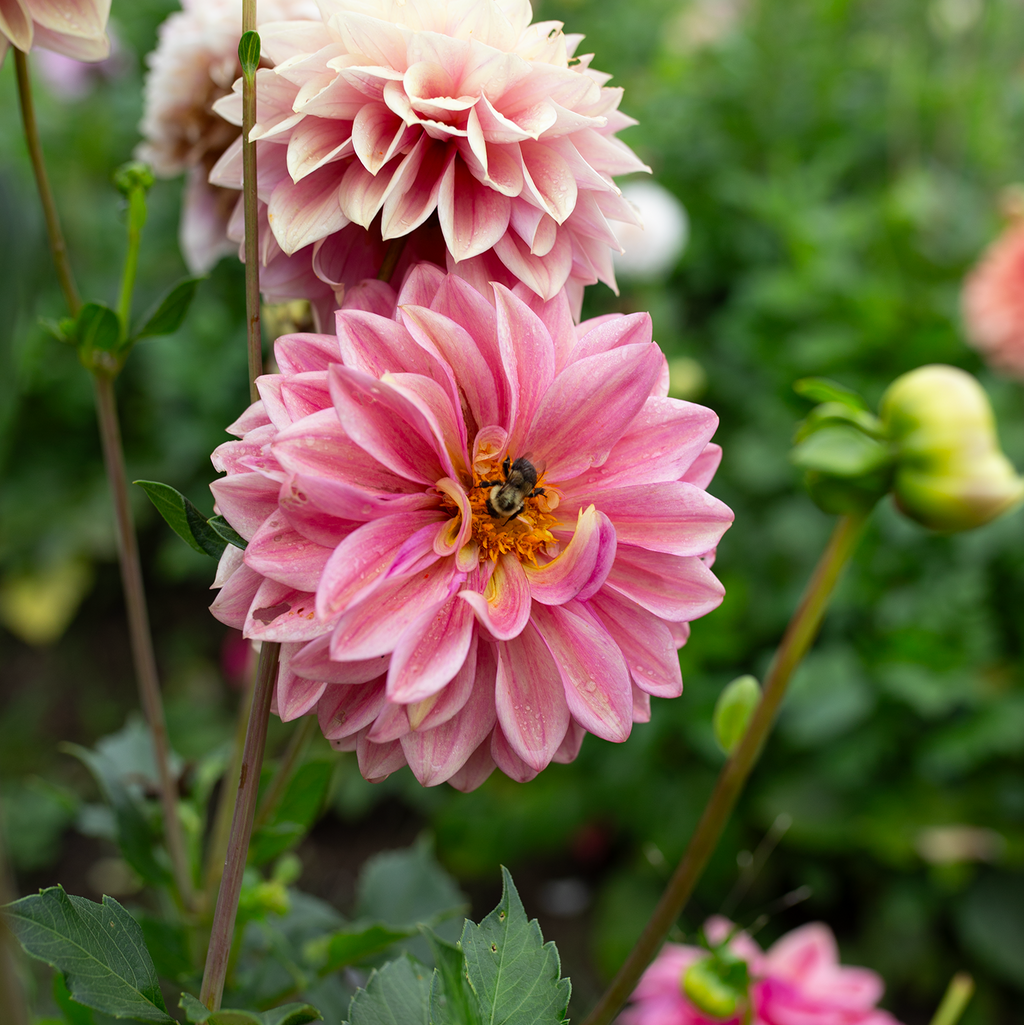 Dahlia 'Fleurelle's Field Blend'