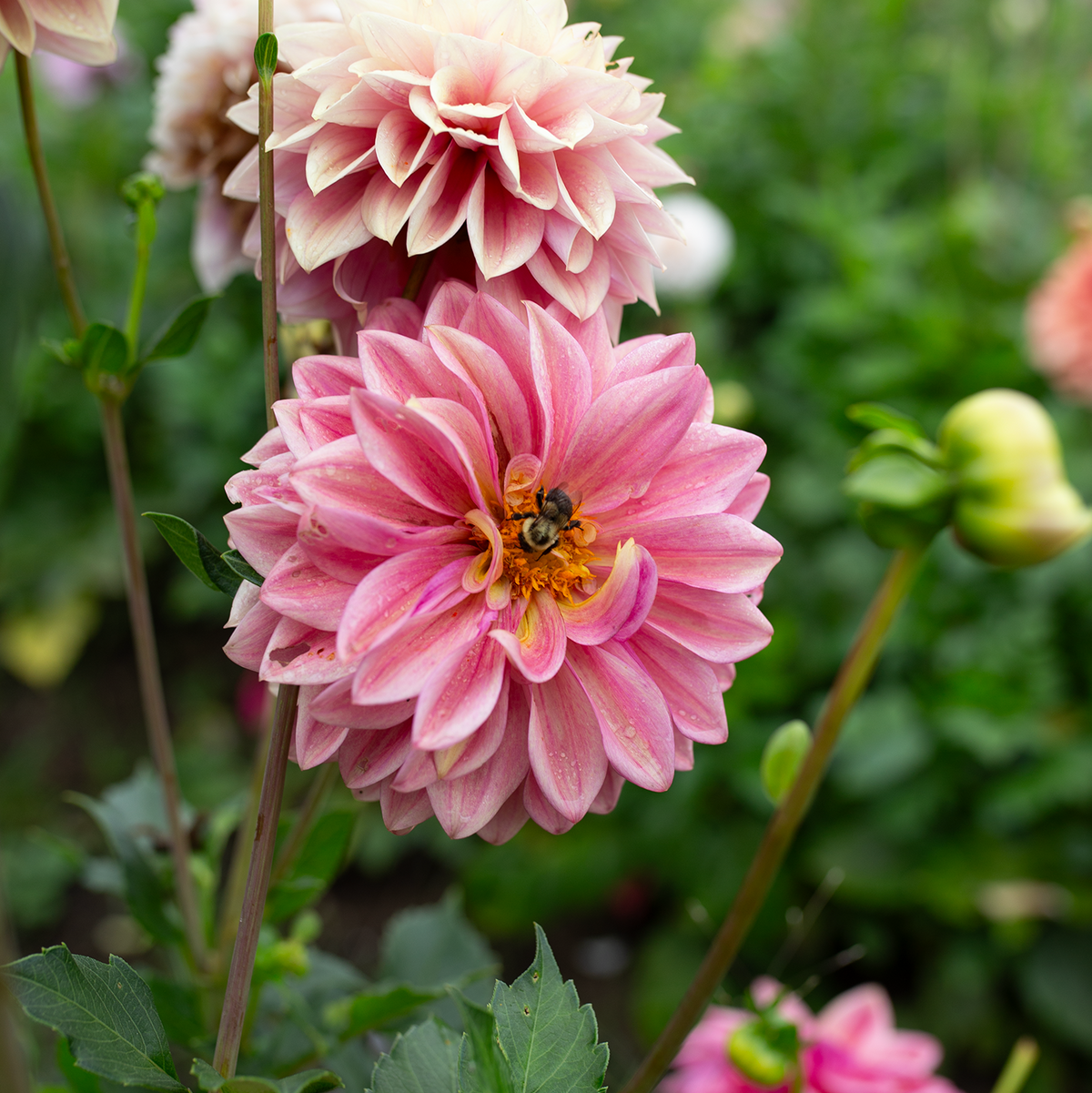 Dahlia 'Fleurelle's Field Blend'