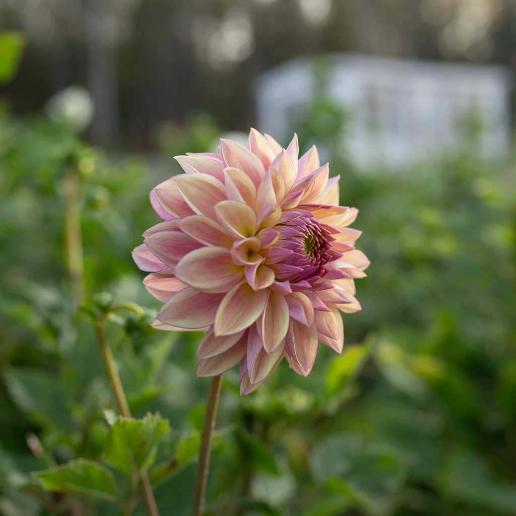 Dahlia 'Dusty Beauty'