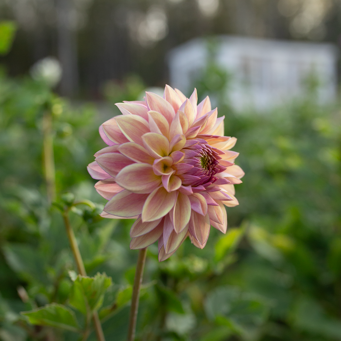 Dahlia 'Dusty Beauty'