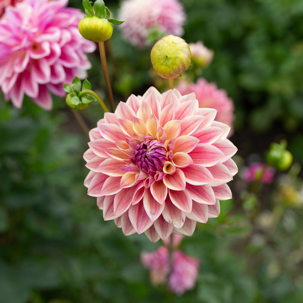 Dahlia 'Dusty Beauty'