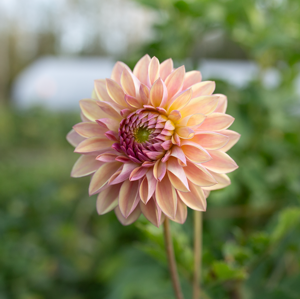 Dahlia 'Dusty Beauty'