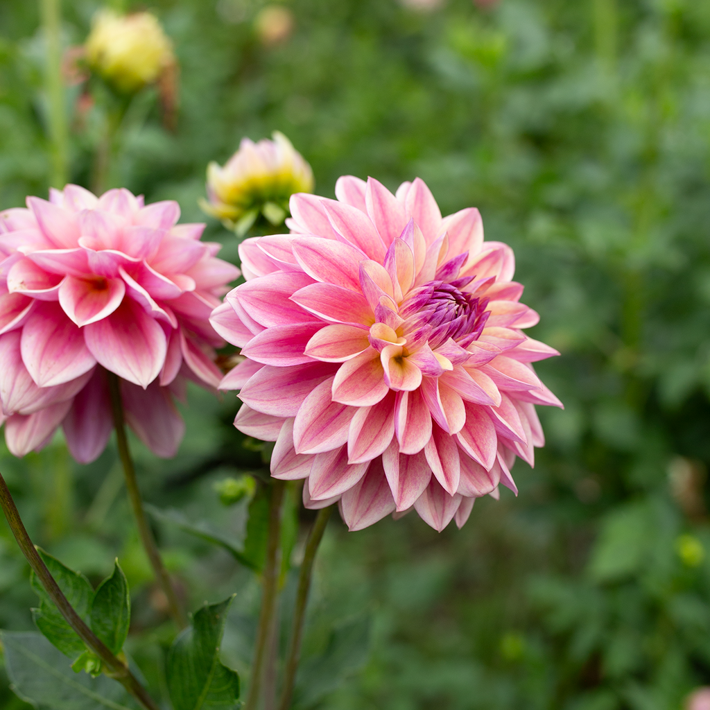 Dahlia 'Dusty Beauty'