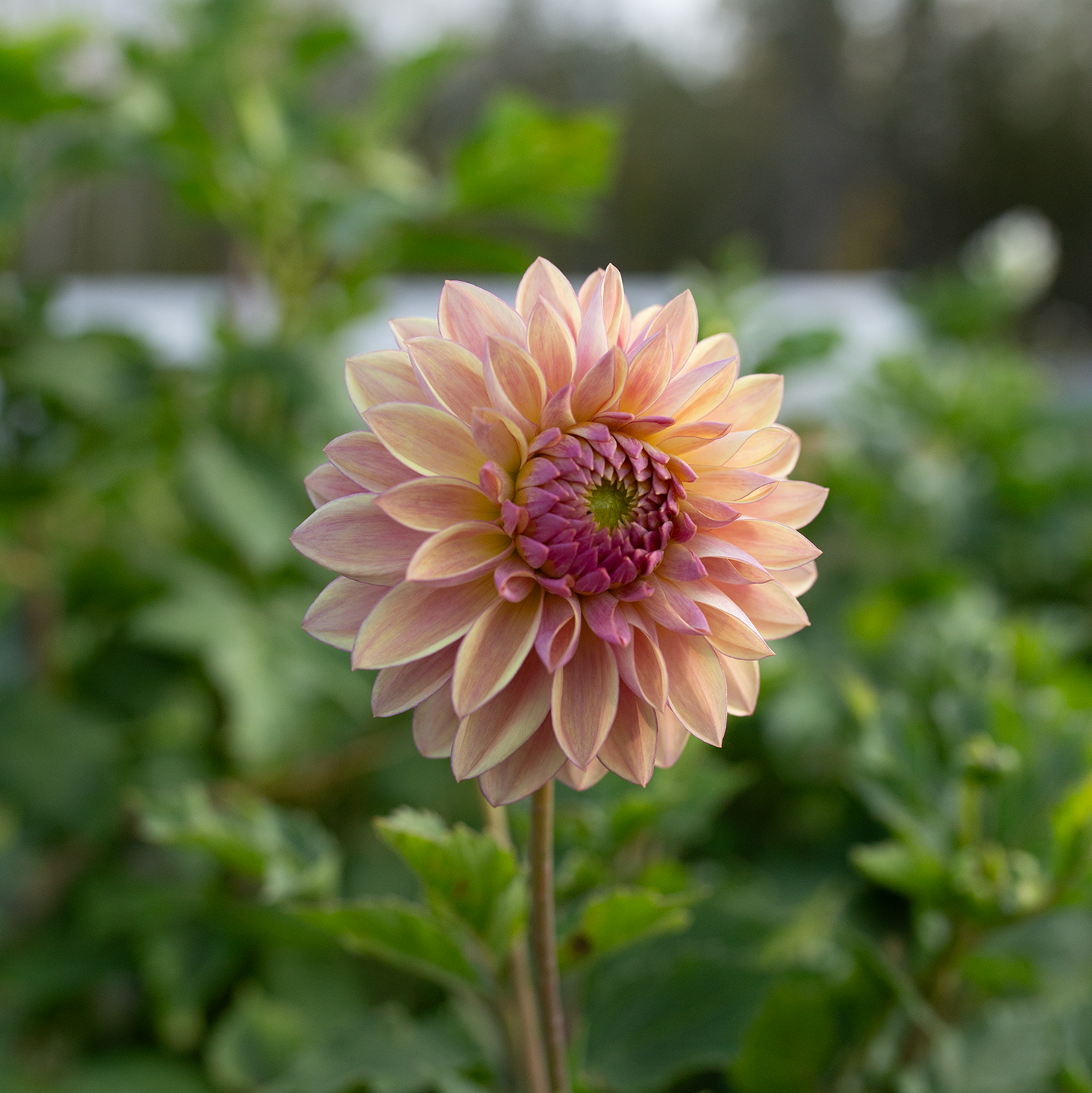 Dahlia 'Dusty Beauty'