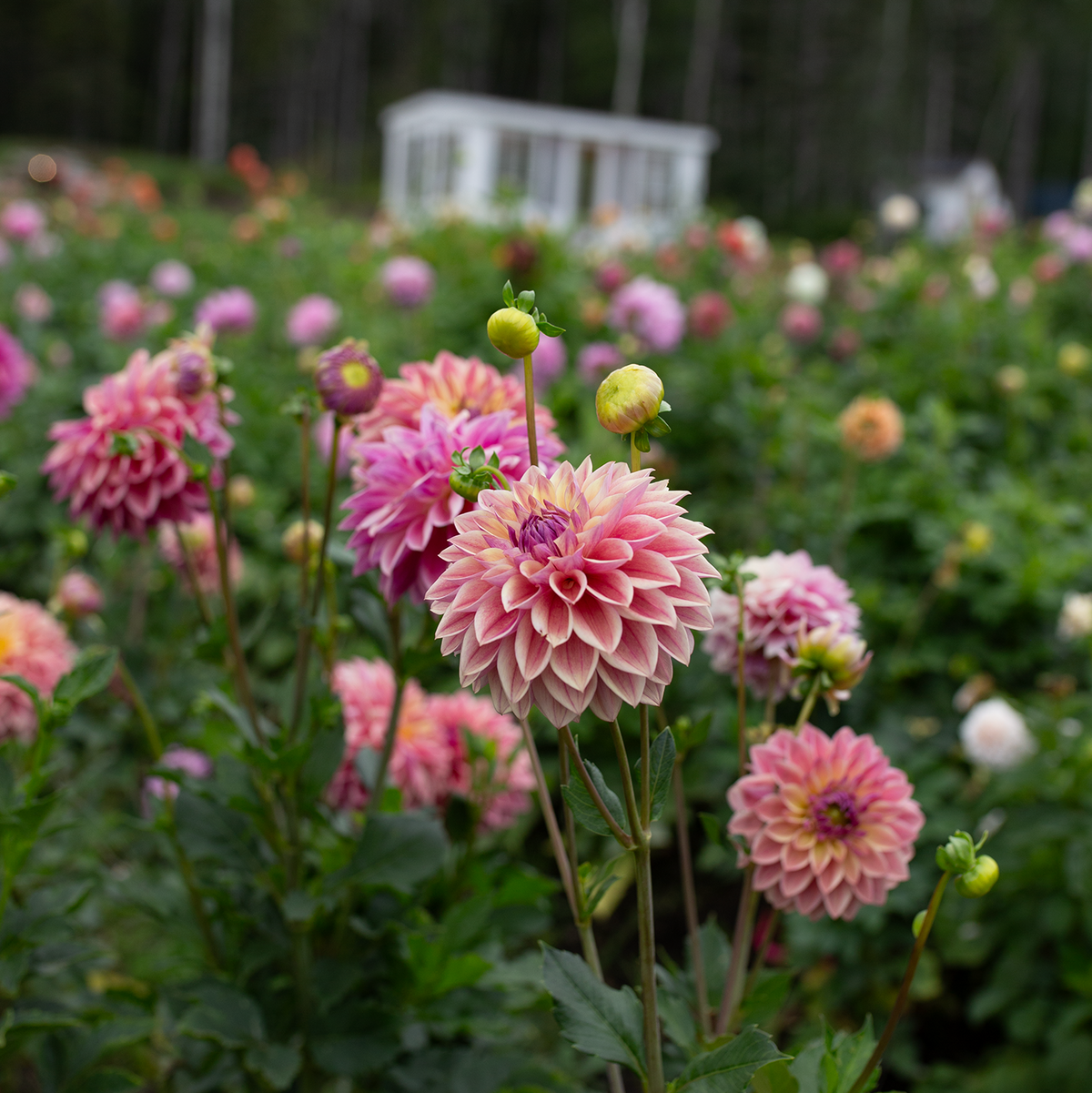 Dahlia 'Dusty Beauty'