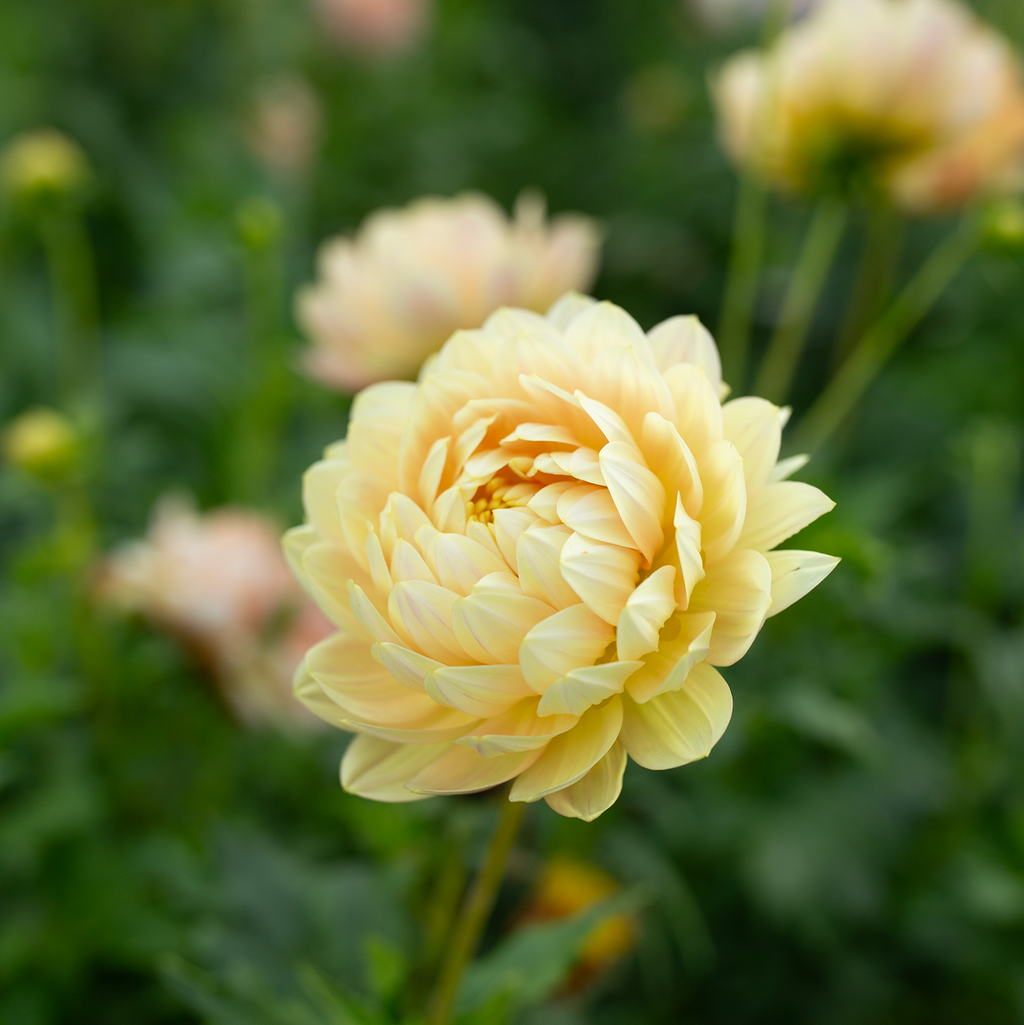 Dahlia 'Hollyhill Serenity'