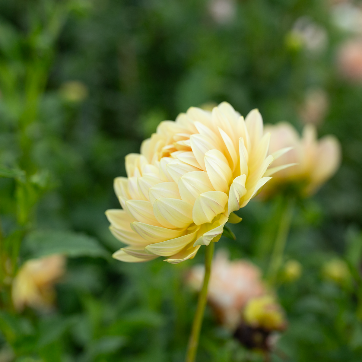 Dahlia 'Hollyhill Serenity'