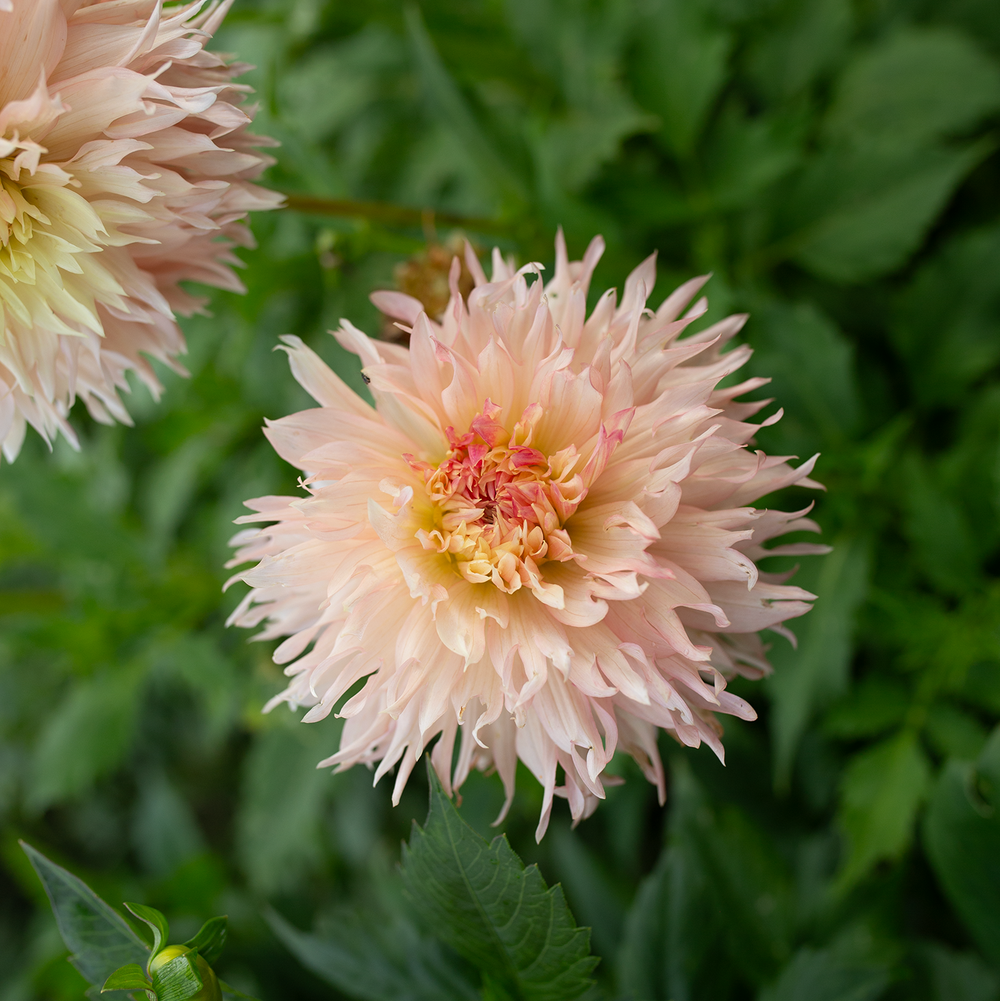 Dahlia 'Hapet Champagne'
