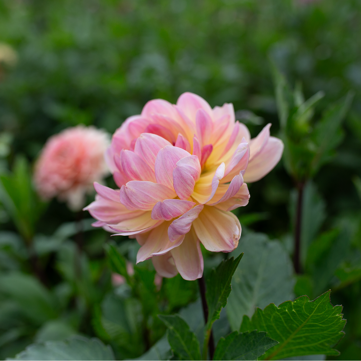 Dahlia 'Hapet Old Charm'