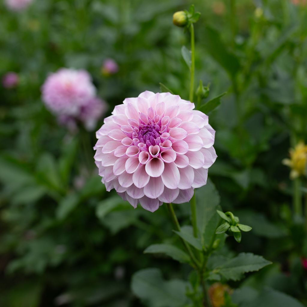 Dahlia 'Jeff Bloom'