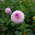 Dahlia 'Jeff Bloom'