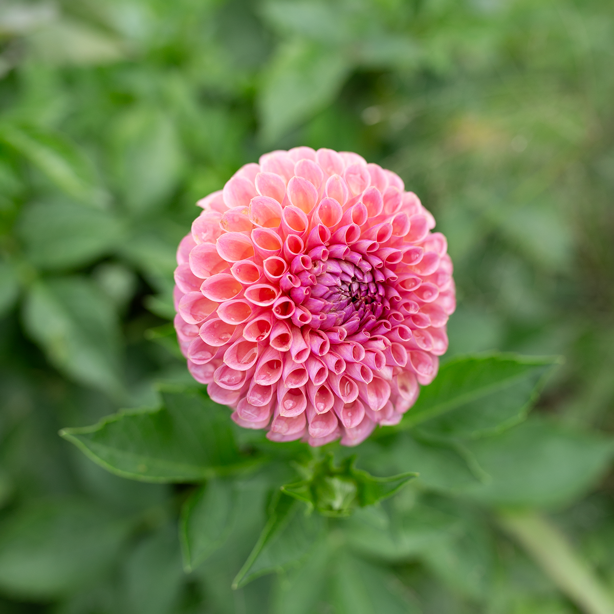 Dahlia 'Jowey Winnie'