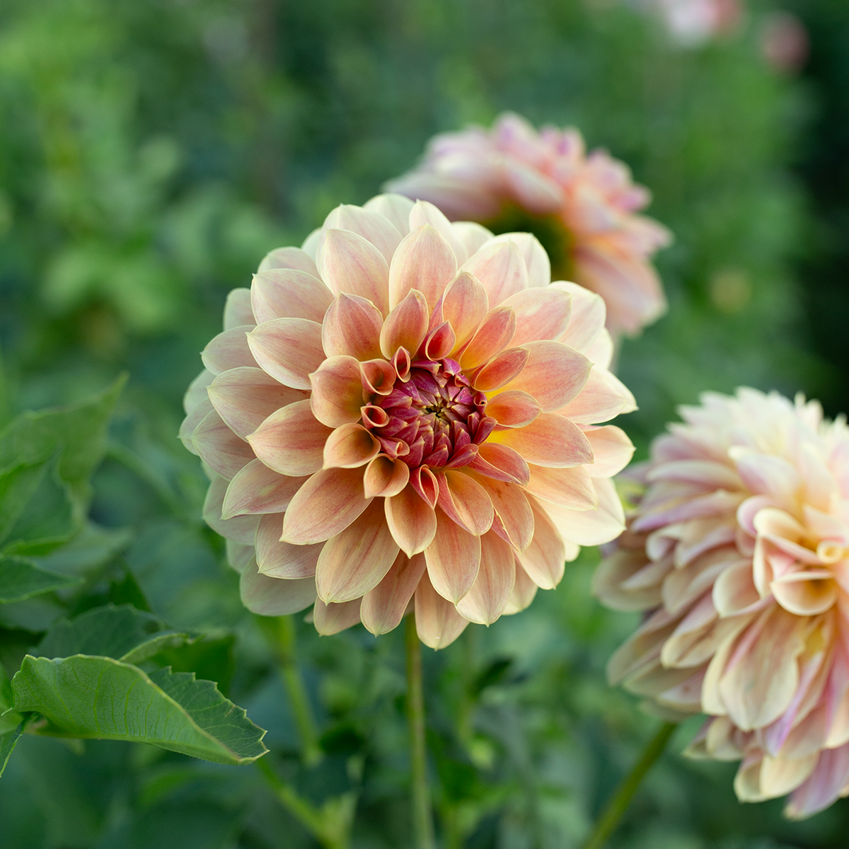 Dahlia 'Jun's Golden Sunset'