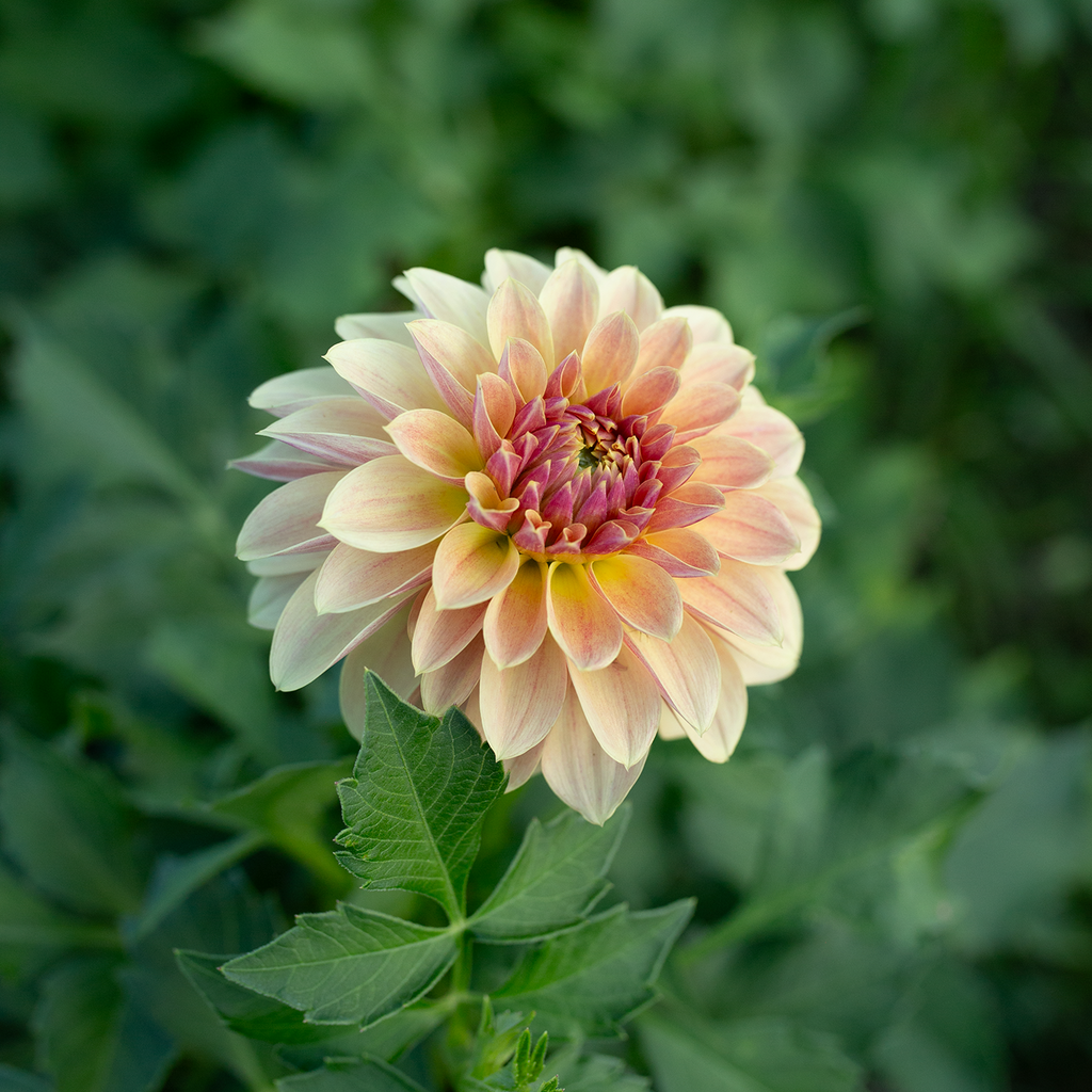 Dahlia 'Jun's Golden Sunset'