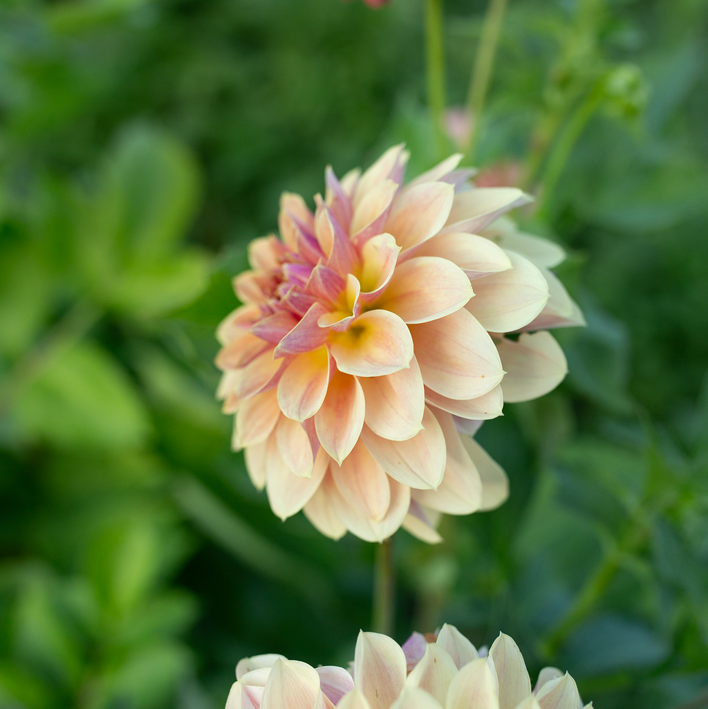 Dahlia 'Jun's Golden Sunset'