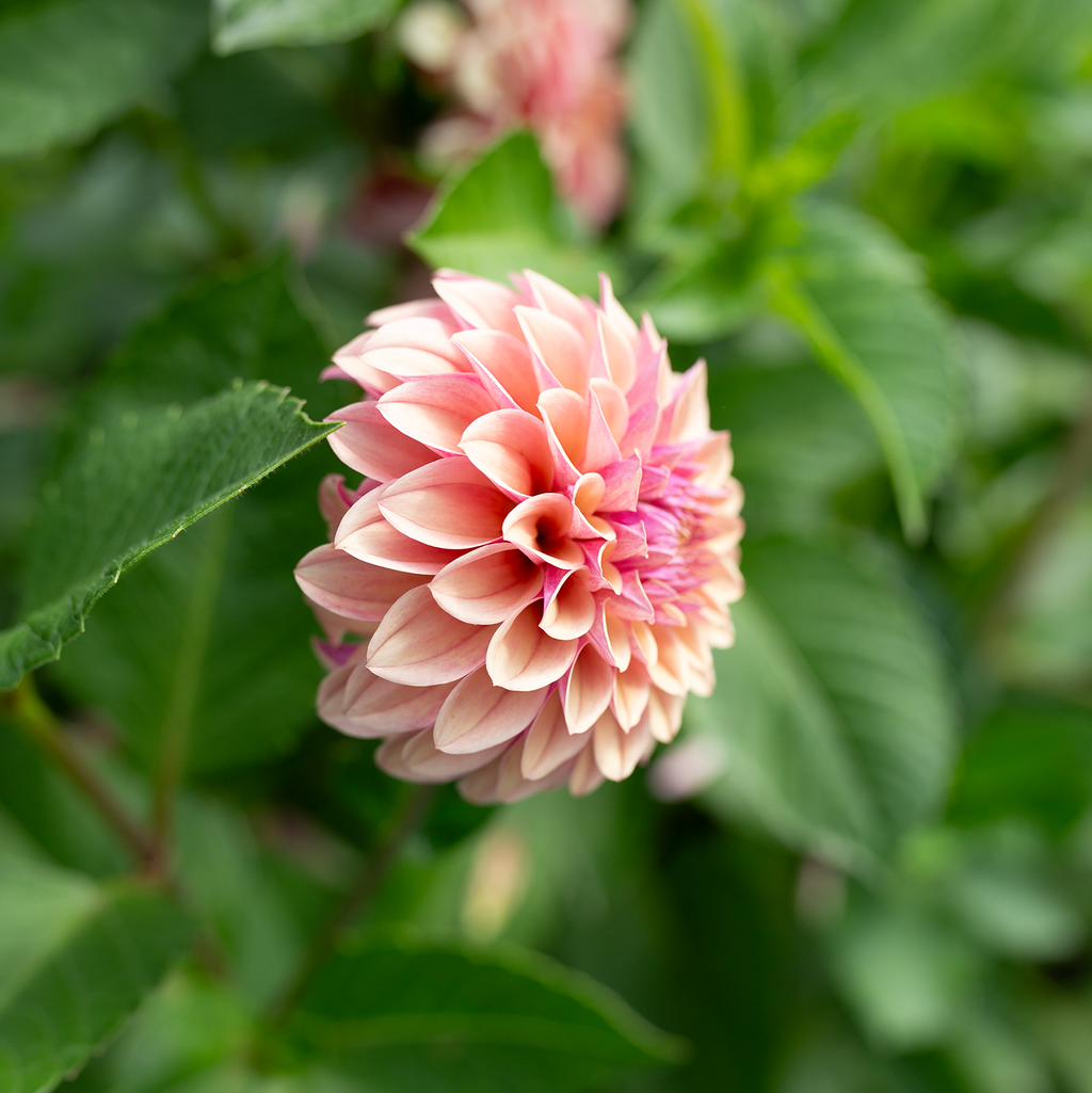 Dahlia 'Jun's Smokey Mauve'
