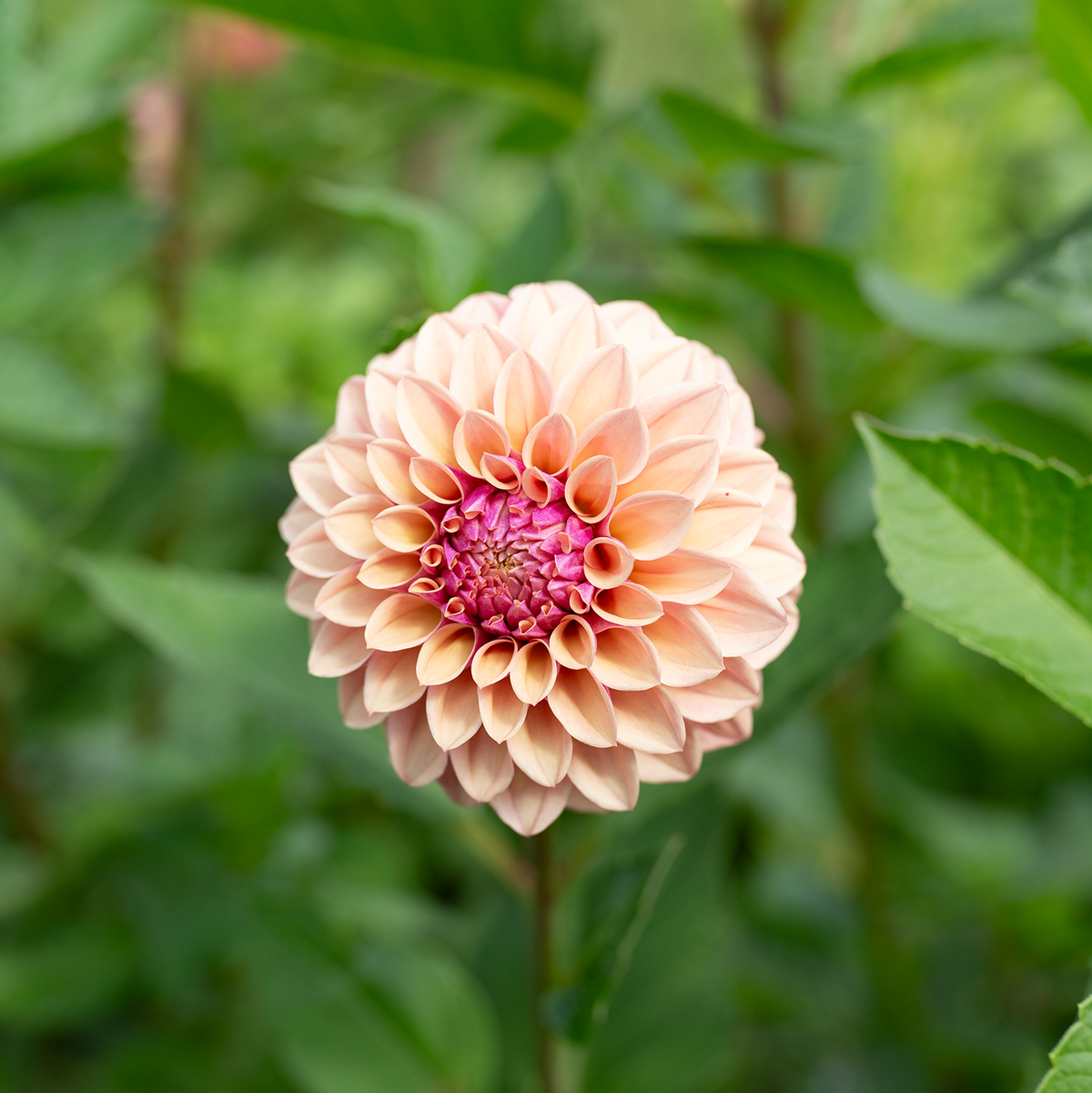 Dahlia 'Jun's Smokey Mauve'