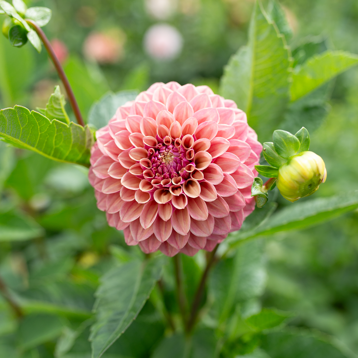 Dahlia 'Jun's Smokey Mauve'