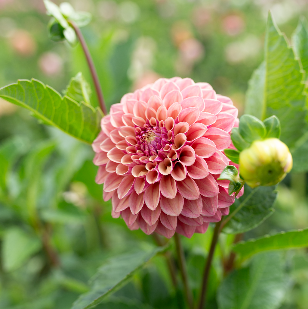 Dahlia 'Jun's Smokey Mauve'