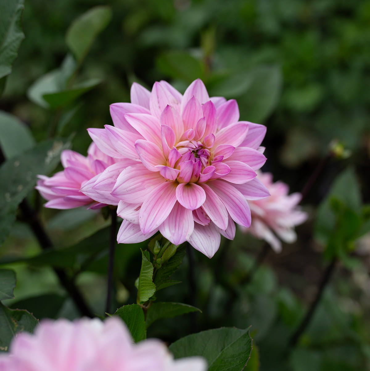 Dahlia 'Karma Prospero'