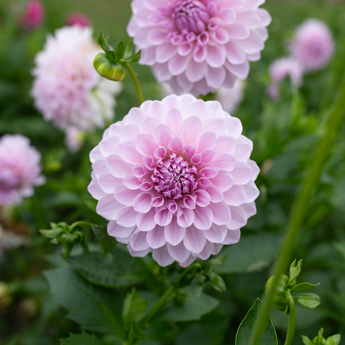 Dahlia 'Lakeview Premier'