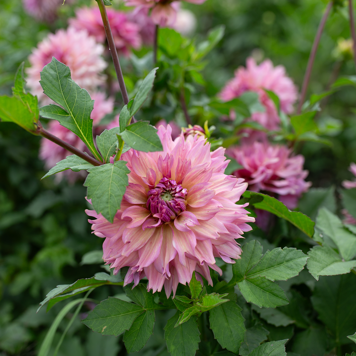 Dahlia 'La Belle Époque'