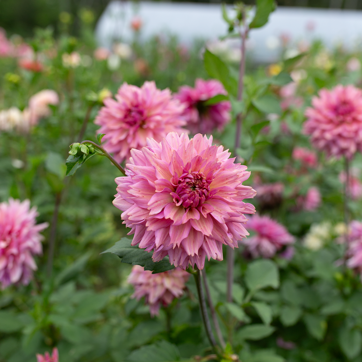 Dahlia 'La Belle Époque'
