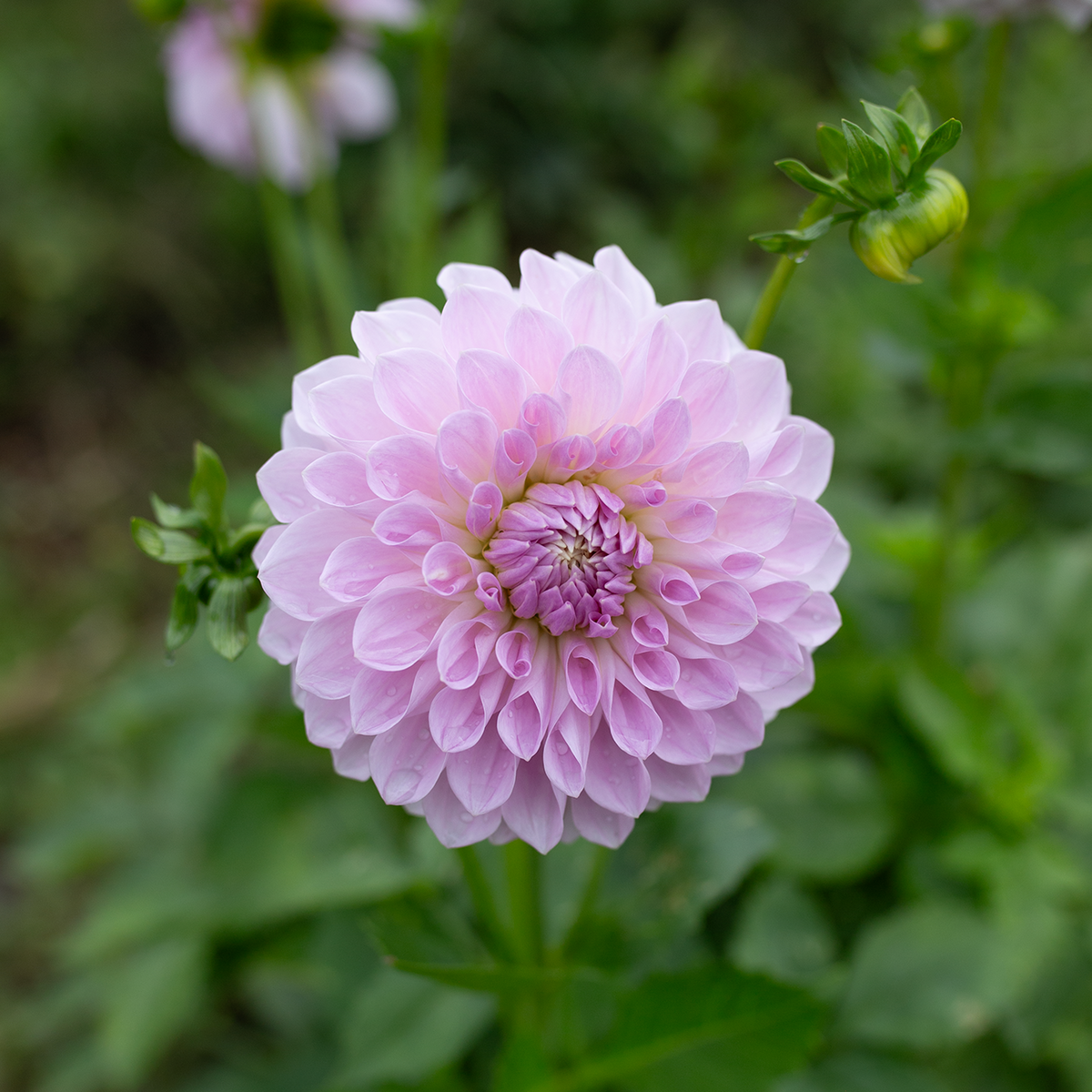 Dahlia 'Lakeview Premier'