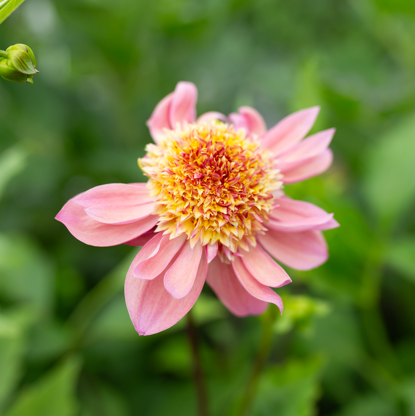 Dahlia 'Petal Spells'