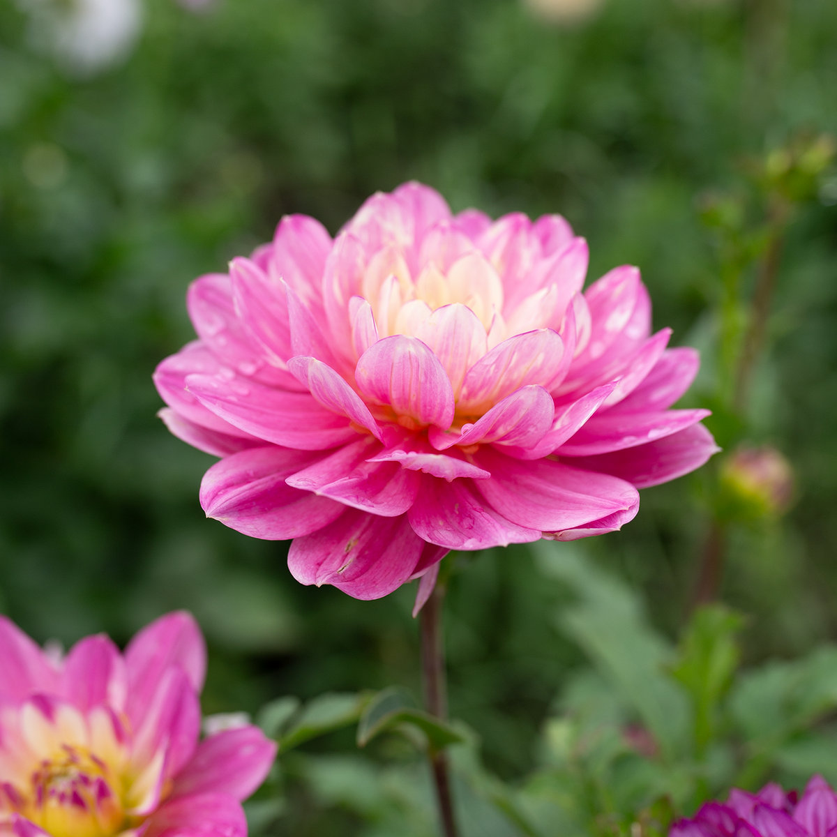 Dahlia 'Pink Martini'