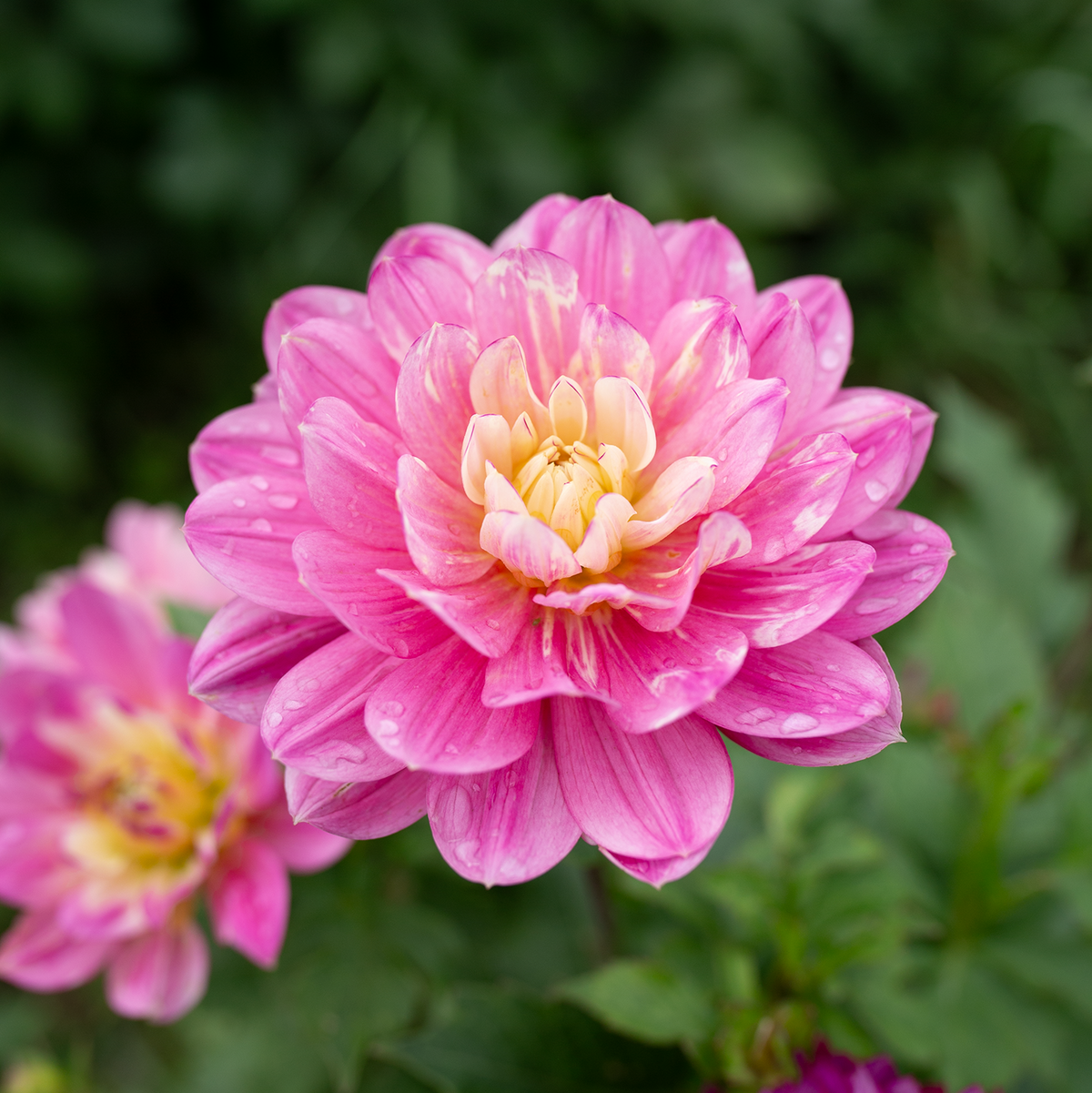 Dahlia 'Pink Martini'
