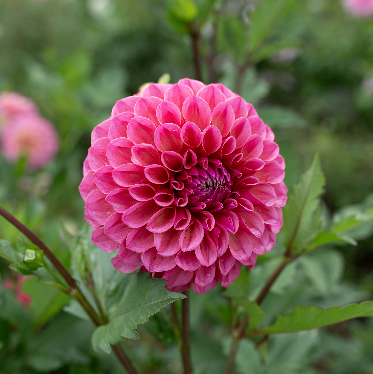 Dahlia 'RM Berry Kiss'