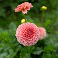 Dahlia 'R Joan'