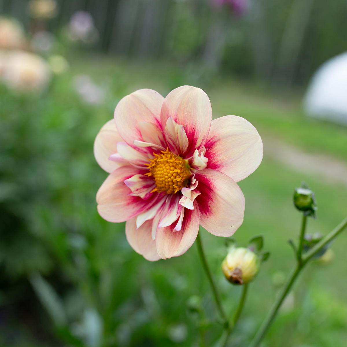 Dahlia 'Rhubarb & Custard'