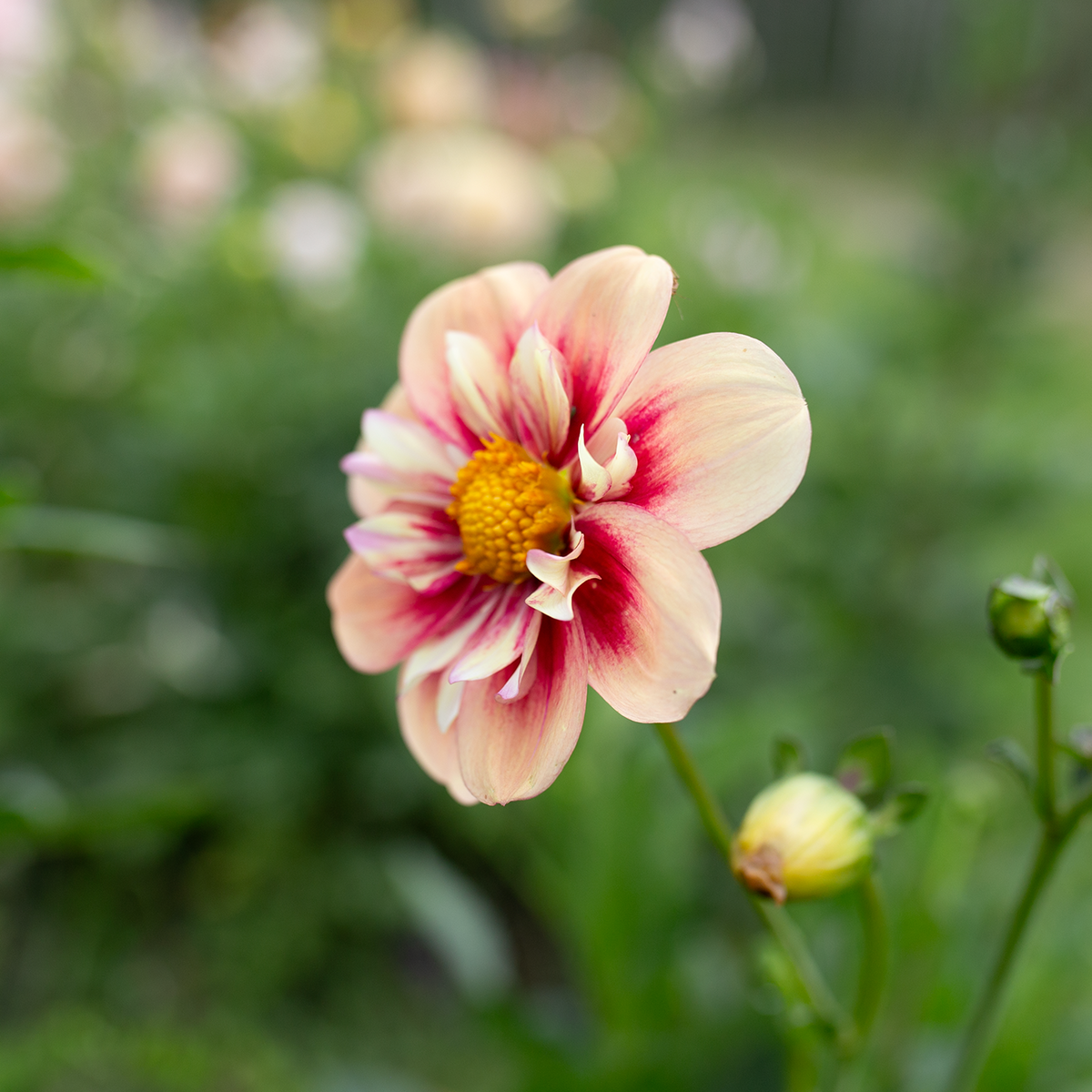 Dahlia 'Rhubarb & Custard'