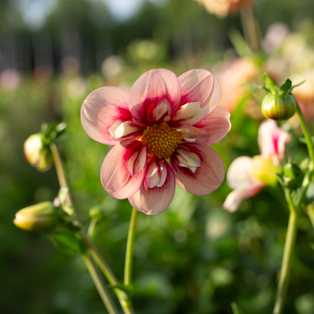 Dahlia 'Rhubarb & Custard'