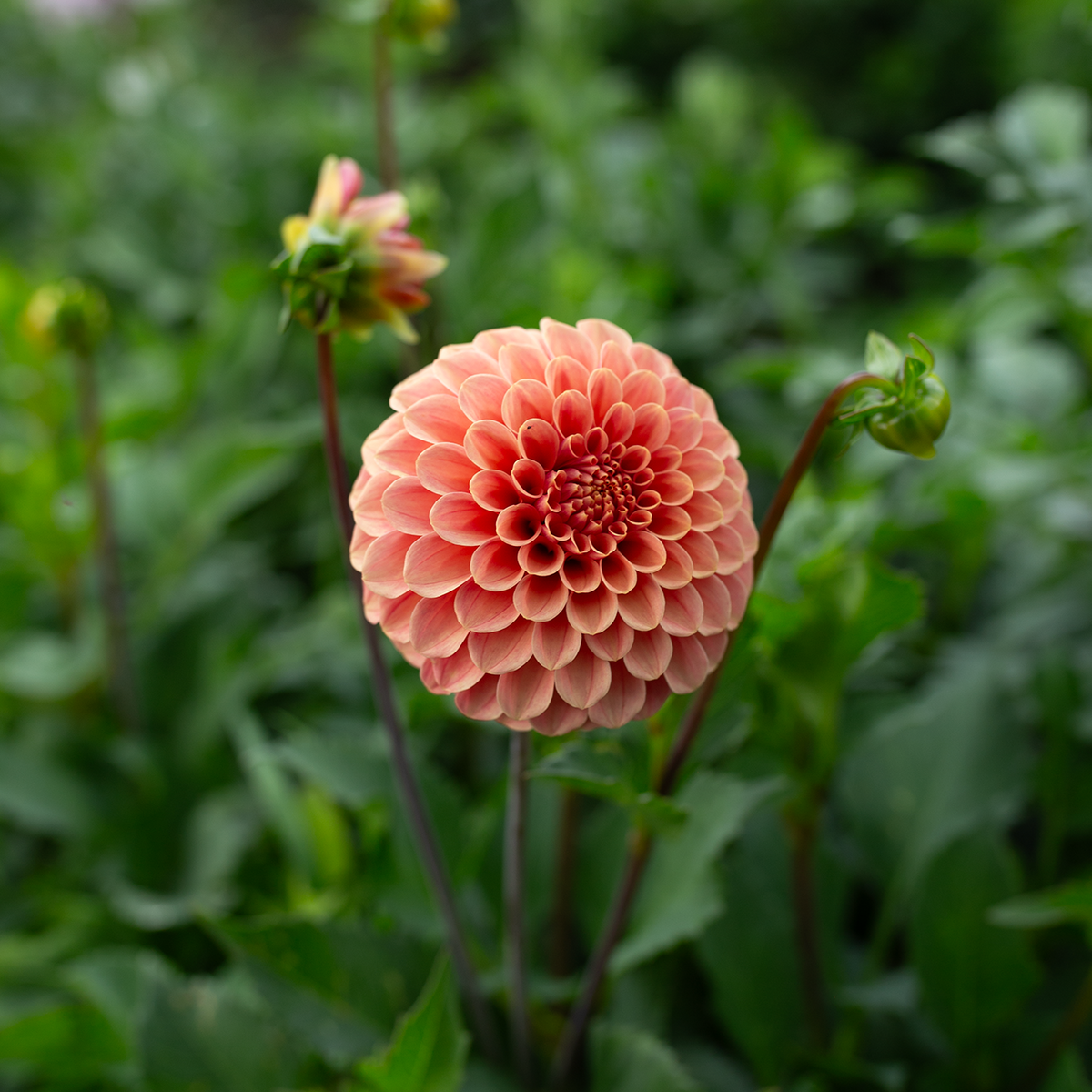 Dahlia 'Rose Toscano'