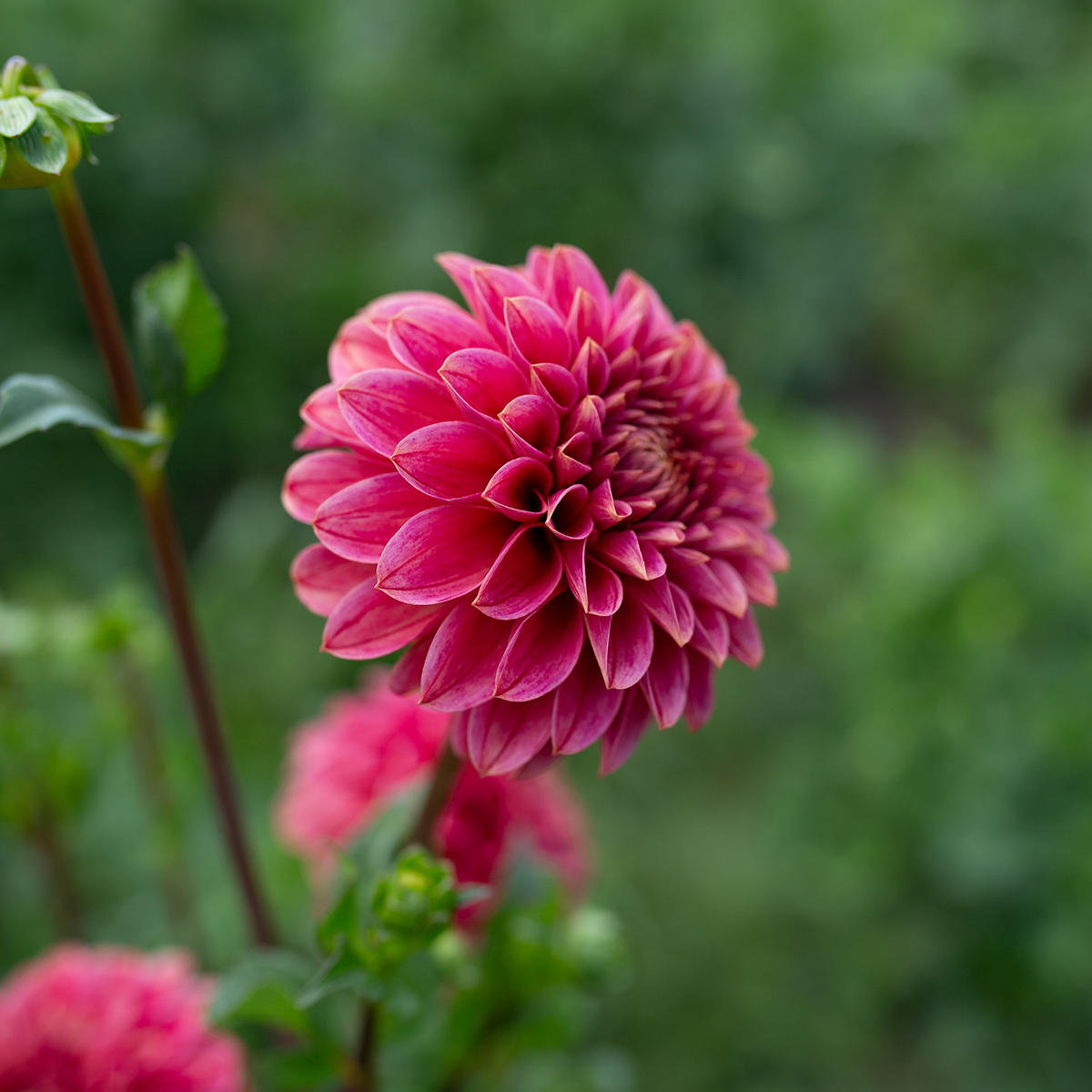 Dahlia 'Rosie Jo'