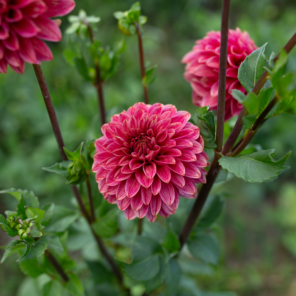 Dahlia 'Rosie Jo'