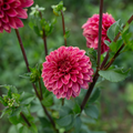 Dahlia 'Rosie Jo'
