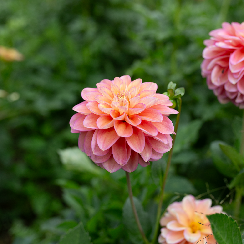 Dahlia 'Skeena Harmonies'