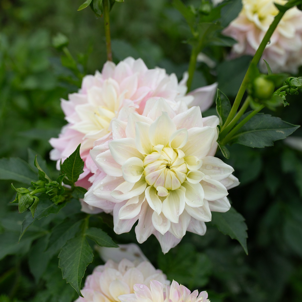 Dahlia 'Truly Scrumptious'