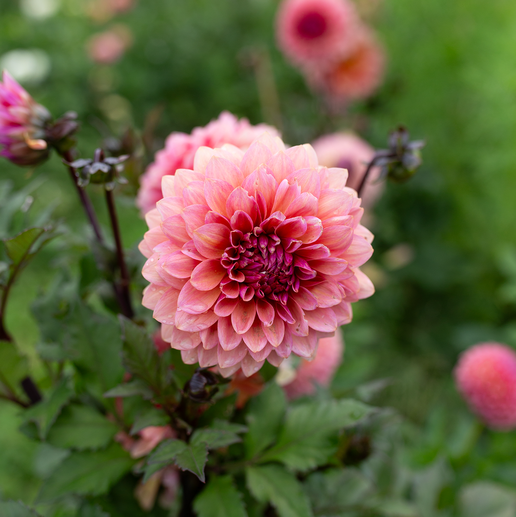 Dahlia 'Sweet Sanne'