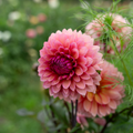 Dahlia 'Sweet Sanne'