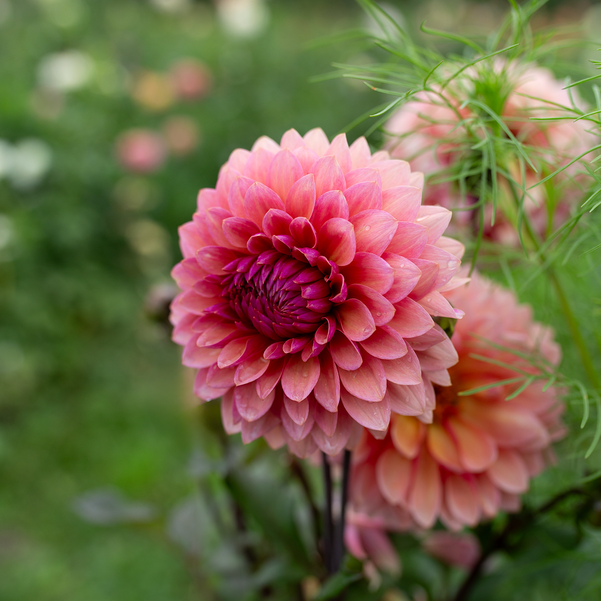 Dahlia 'Sweet Sanne'