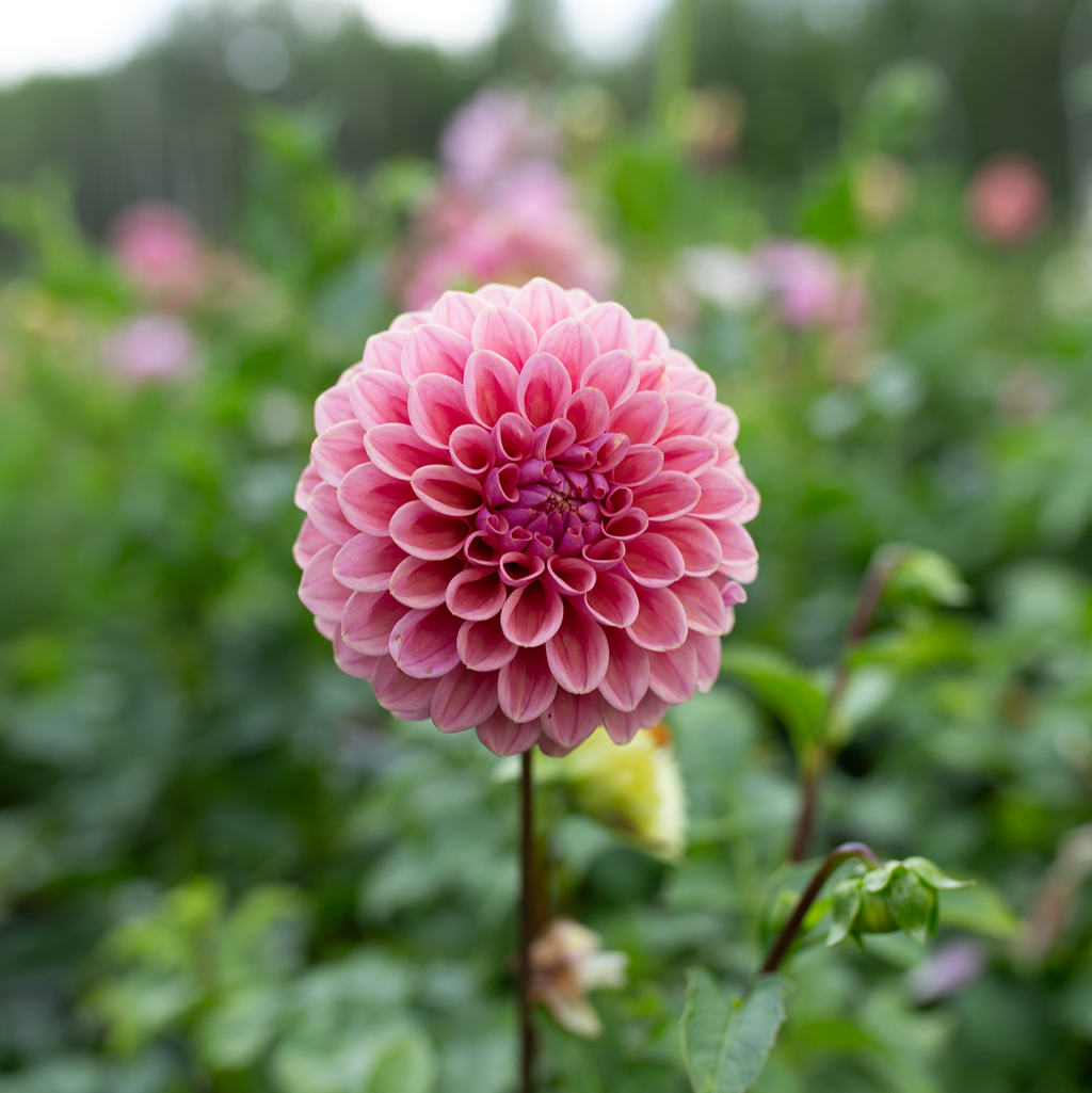 Dahlia 'Winkie Truffle'